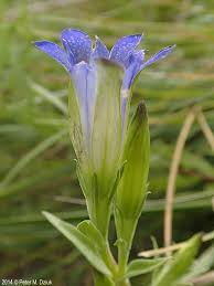 Attēlu rezultāti vaicājumam “Gentiana pneumonanthe leaf”