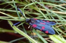 Attēlu rezultāti vaicājumam “Zygaena lonicerae”