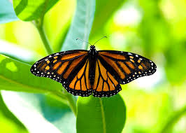 Image result for monarch butterfly