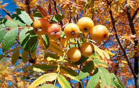 Attēlu rezultāti vaicājumam “Sorbus intermedia fruit”
