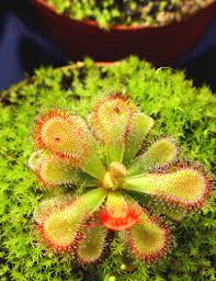 Image result for Drosera