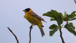 Image result for Emberiza melanocephala