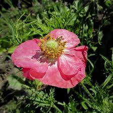 Image result for Papaver rhoeas 'Shirley'
