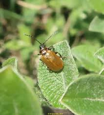 Attēlu rezultāti vaicājumam “Lochmaea caprea”