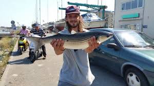 Image result for Chelon labrosus