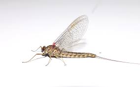 Attēlu rezultāti vaicājumam “Siphlonurus”