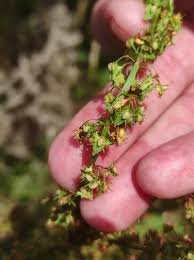 Attēlu rezultāti vaicājumam “Rumex obtusifolius fruit”