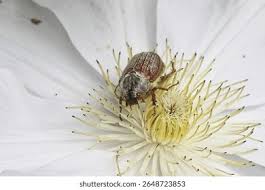 Attēlu rezultāti vaicājumam “Melolontha melolontha imago”