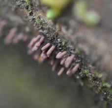 Attēlu rezultāti vaicājumam “Stemonitopsis subcaespitosa macro”