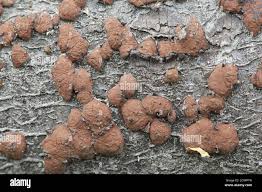 Attēlu rezultāti vaicājumam “Hypoxylon fuscum”