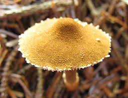 Attēlu rezultāti vaicājumam “Cystoderma amianthinum”