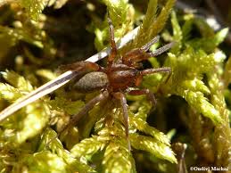 Attēlu rezultāti vaicājumam “Agroeca brunnea”