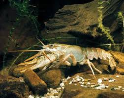 Attēlu rezultāti vaicājumam “Astacus astacus”