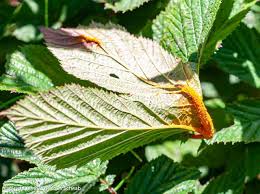 Attēlu rezultāti vaicājumam “Triphragmium ulmariae”