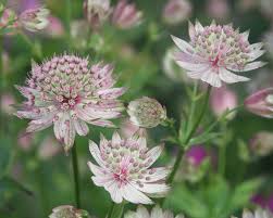 Attēlu rezultāti vaicājumam “Astrantia major”
