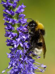 Attēlu rezultāti vaicājumam “Veronica spicata”
