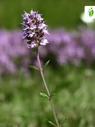 Attēlu rezultāti vaicājumam “Thymus serpyllum flower”
