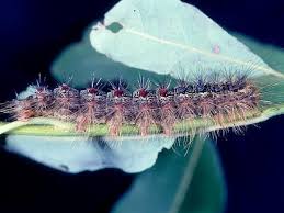 Attēlu rezultāti vaicājumam “Lymantria dispar larva”