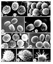 Attēlu rezultāti vaicājumam “Pistillaria sp.”