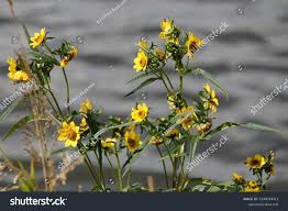Attēlu rezultāti vaicājumam “Bidens cernua flower”