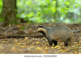 Attēlu rezultāti vaicājumam “Meles meles”