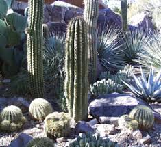 Image result for Cactaceae