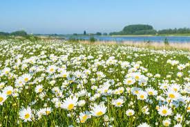 Image result for Chrysanthemum leucanthemum