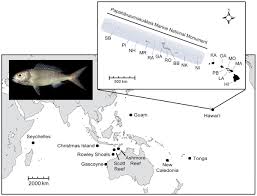 Image result for Hyporthodus quernus