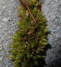 Attēlu rezultāti vaicājumam “Funariales”