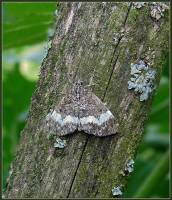 Attēlu rezultāti vaicājumam “Spargania luctuata”