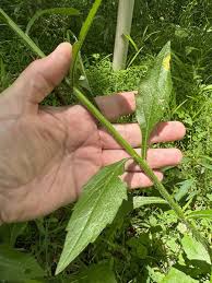 Attēlu rezultāti vaicājumam “Erigeron annuus leaf”