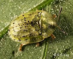 Attēlu rezultāti vaicājumam “Cassida”