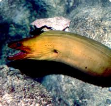 Image result for Gymnothorax funebris