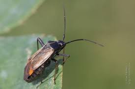 Attēlu rezultāti vaicājumam “Adelphocoris seticornis”