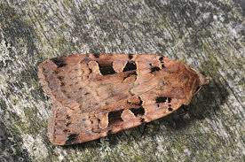 Attēlu rezultāti vaicājumam “Xestia triangulum”