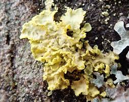 Attēlu rezultāti vaicājumam “Vulpicida pinastri”