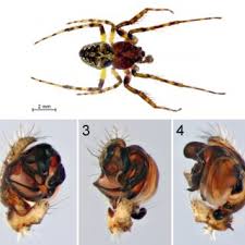 Attēlu rezultāti vaicājumam “Gibbaranea gibbosa”