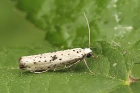 Attēlu rezultāti vaicājumam “Yponomeuta plumbella”