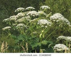 Attēlu rezultāti vaicājumam “Heracleum sosnowskyi flower”