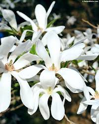 Attēlu rezultāti vaicājumam “Magnolia kobus”