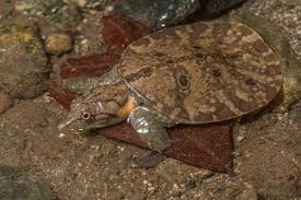 Attēlu rezultāti vaicājumam “Tortula lingulata macro”