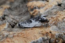 Attēlu rezultāti vaicājumam “Ancylis laetana”