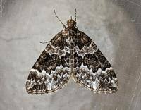 Attēlu rezultāti vaicājumam “Electrophaes corylata”