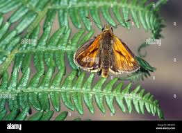 Attēlu rezultāti vaicājumam “Ochlodes sylvanus female”