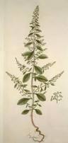 Attēlu rezultāti vaicājumam “Chenopodium polyspermum var. acutifolium”