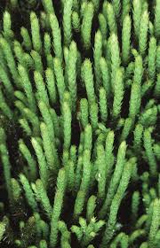 Attēlu rezultāti vaicājumam “Philonotis fontana”