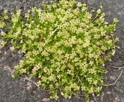 Attēlu rezultāti vaicājumam “Sagina procumbens leaf”