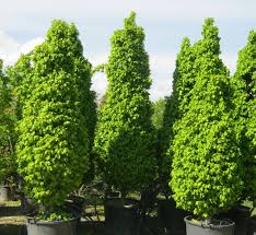 Attēlu rezultāti vaicājumam “Carpinus betulus”