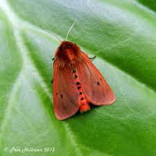 Attēlu rezultāti vaicājumam “Phragmatobia fuliginosa”