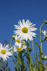 Image result for Leucanthemella serotina